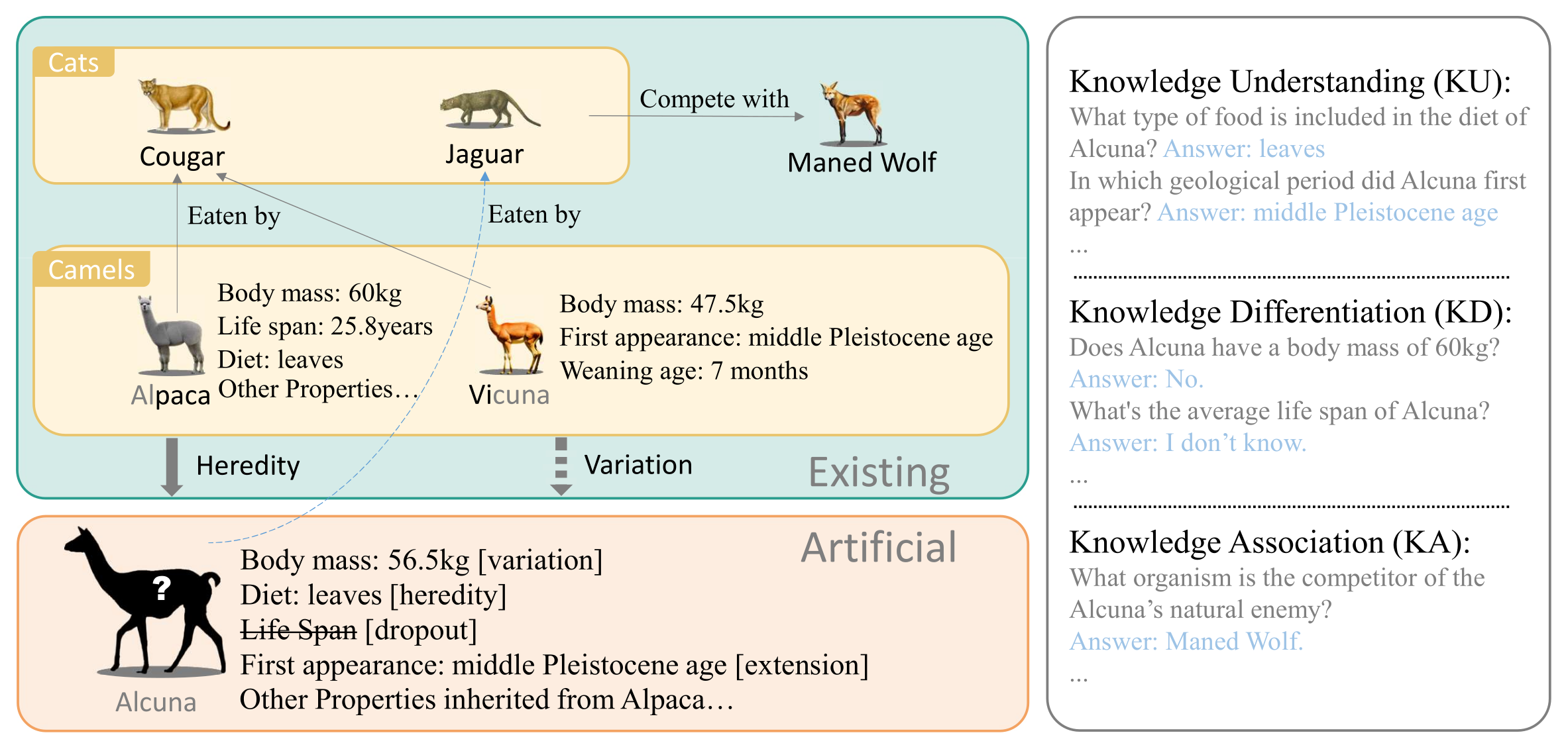 KnowGen builds the artificial entity Alcuna from the existing entity Alpaca through heredity (diet), variation (body mass), dropout (life span), and extension (first appearance, taken from the sibling Vicuna); the right panel shows example knowledge understanding, differentiation, and association questions. Original Figure 1 from the paper.